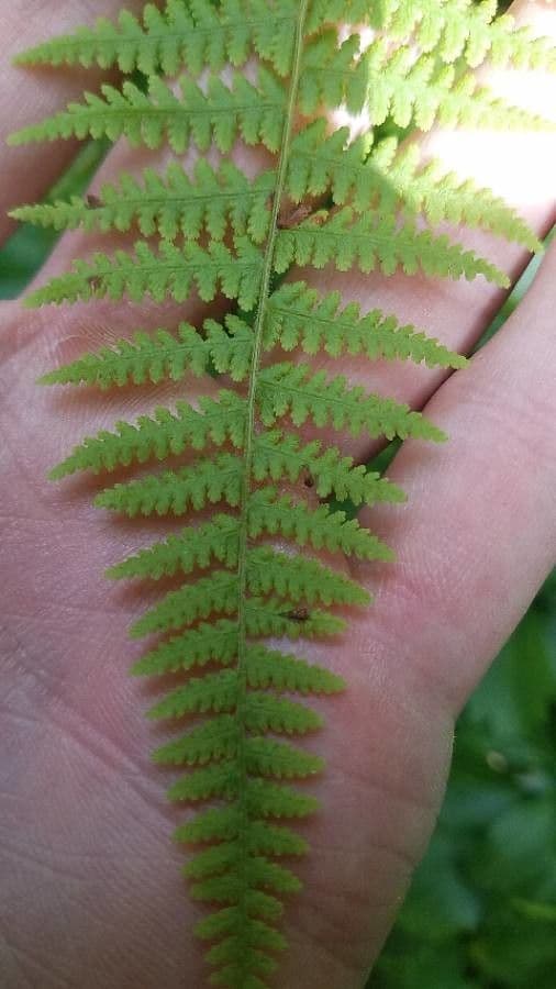 Dennstaedtia punctilobula 10