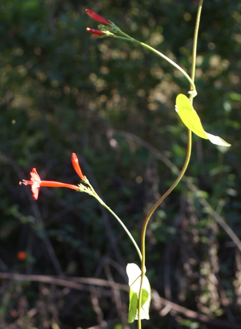 Ipomoea hederifolia 25