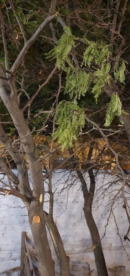 Prosopis 12