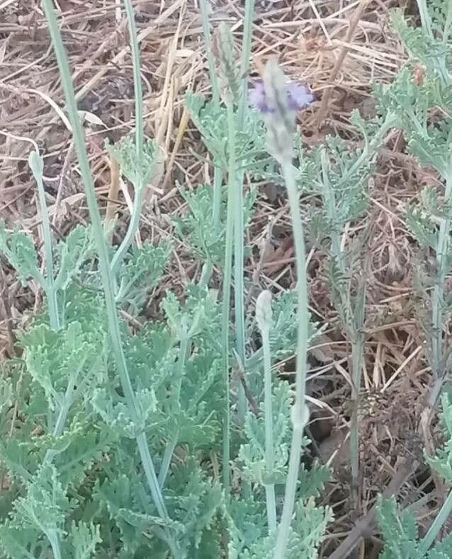 Lavanda pinnata 4