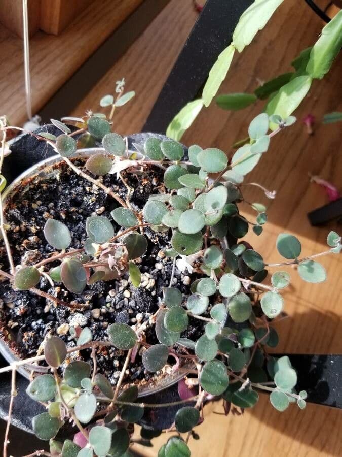 Codonanthe 5