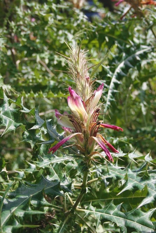 Acanthus 2