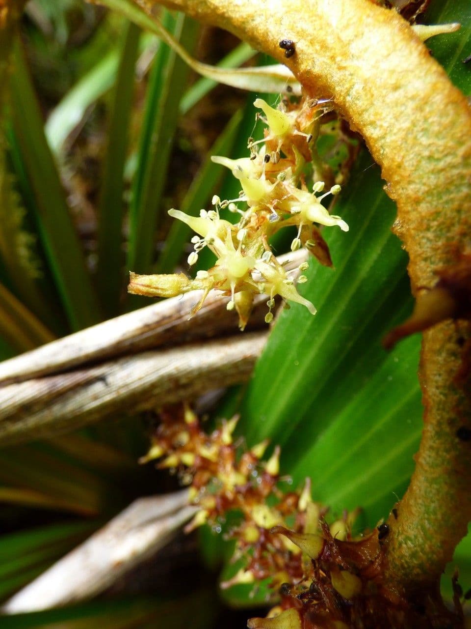 Astelia hemichrysa 7
