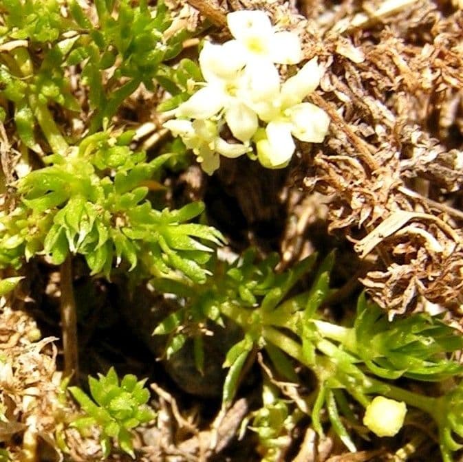 Rubiacea 19