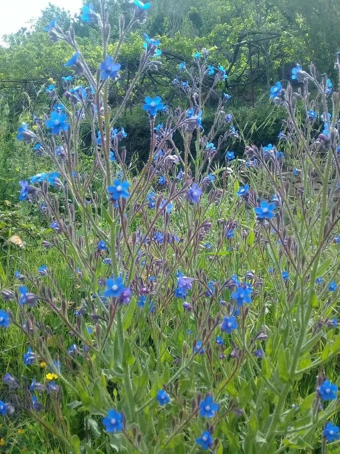 Buglossoides azzurra