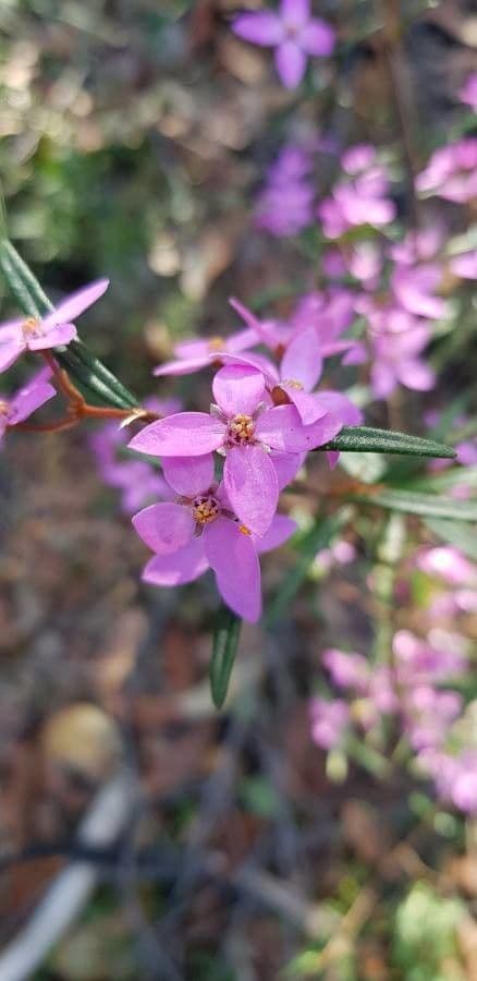Boronia ledifolia 4