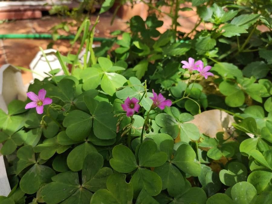 Acetosa debilis 23