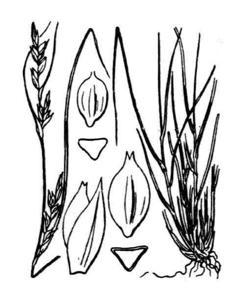 Carex distachya 20