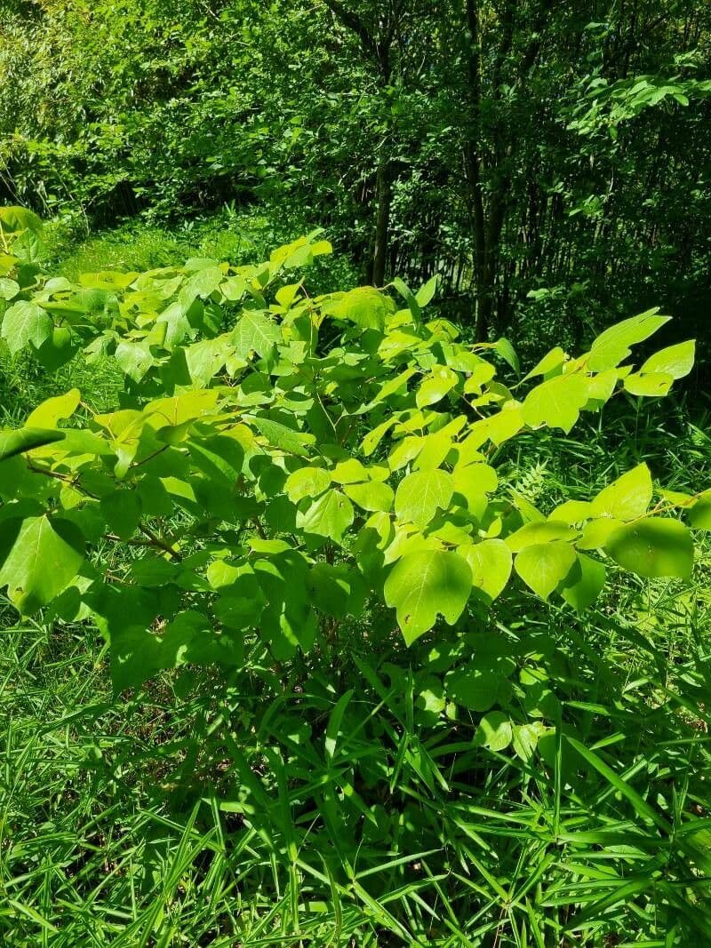 Lindera obtusiloba 3
