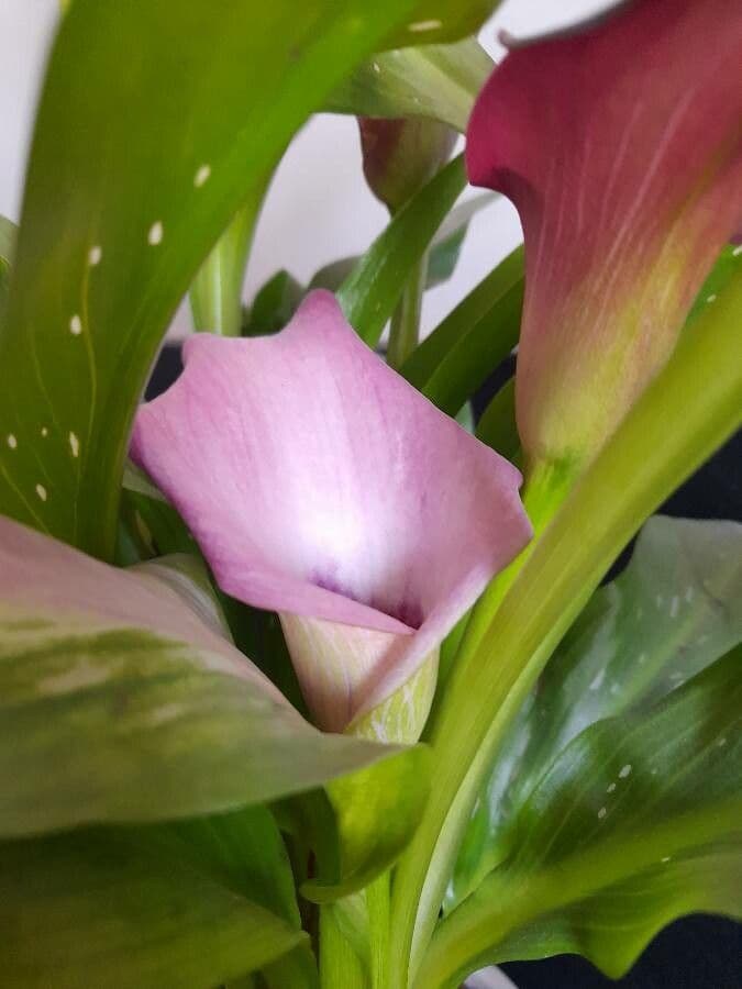 Calla 3