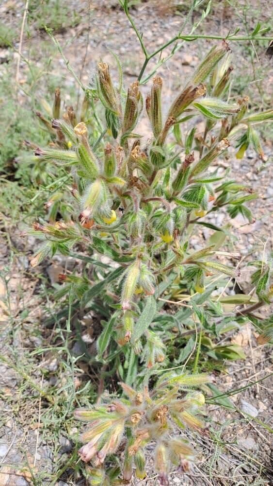 Onosma 18