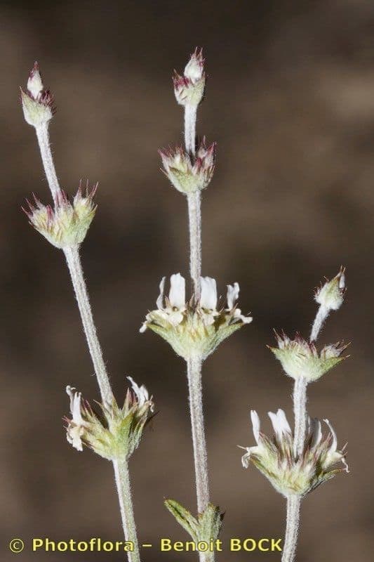 Sideritis 4