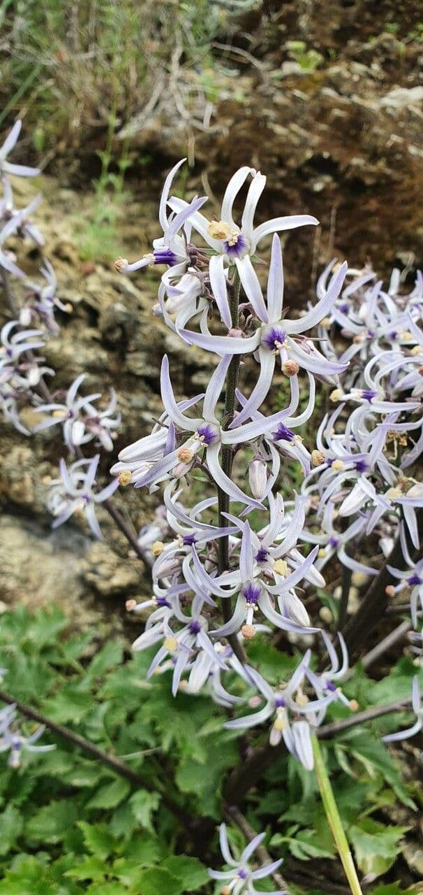 Petromarula 5
