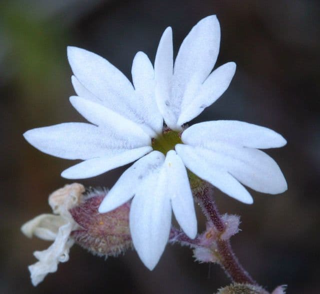 Lithophragma 4