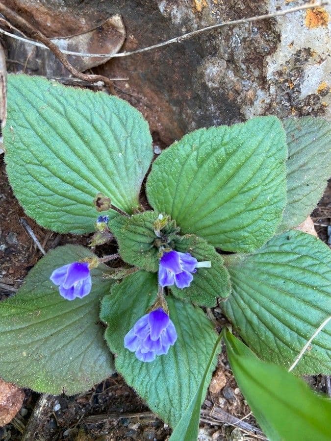 Craterostigma 2