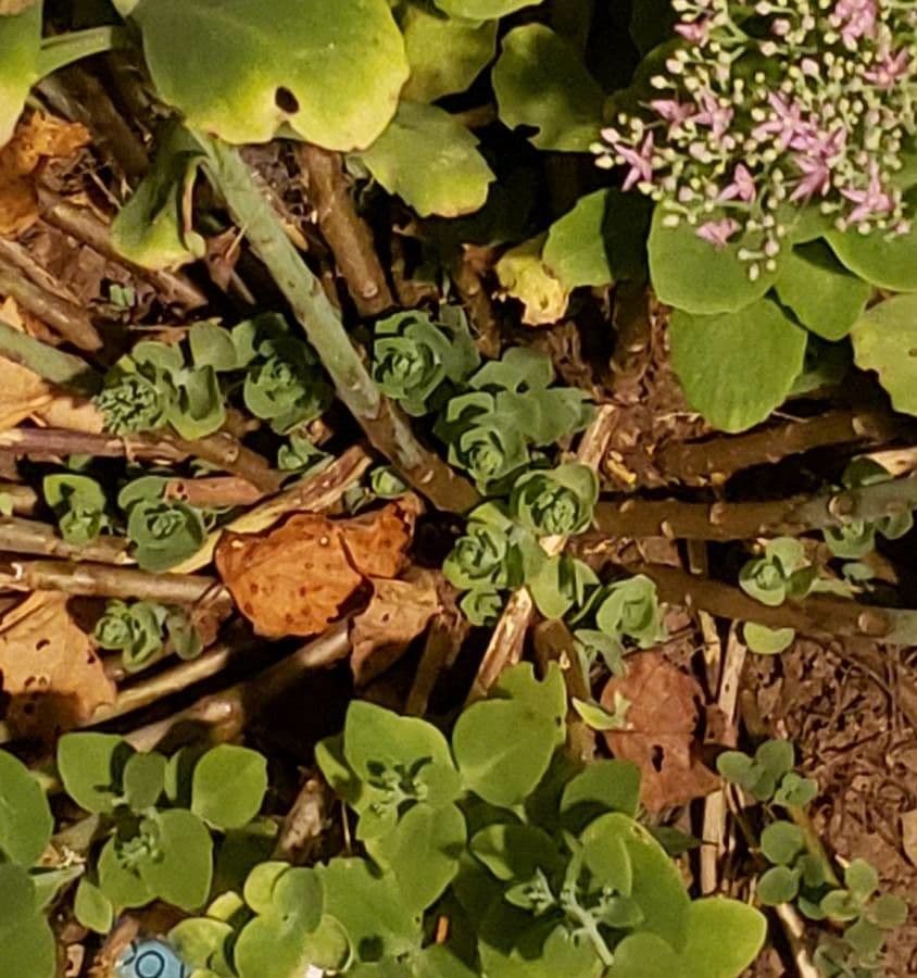 Sedum ternato 5