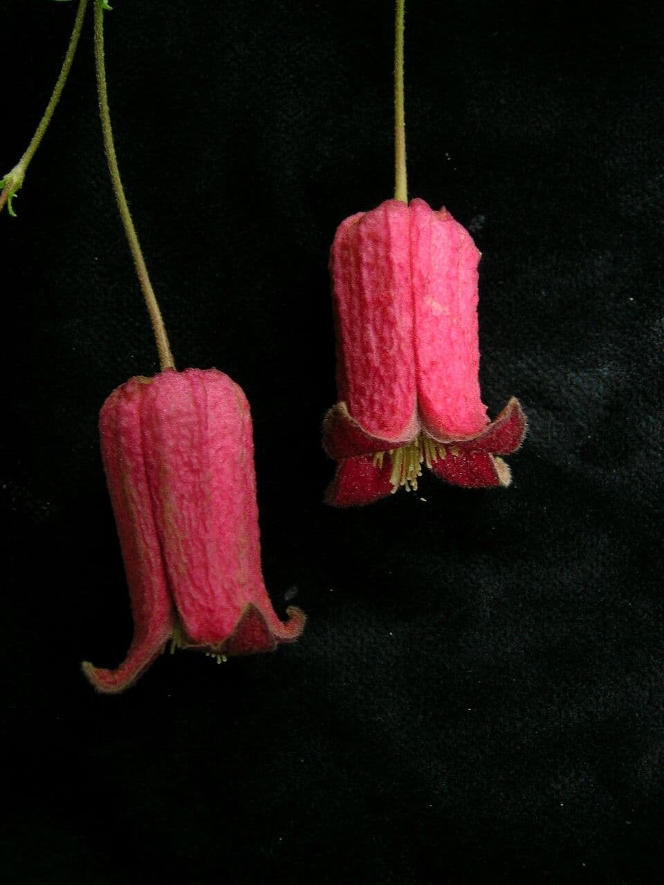Clematis
