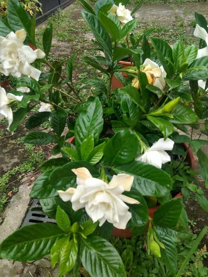 Gardenia 21