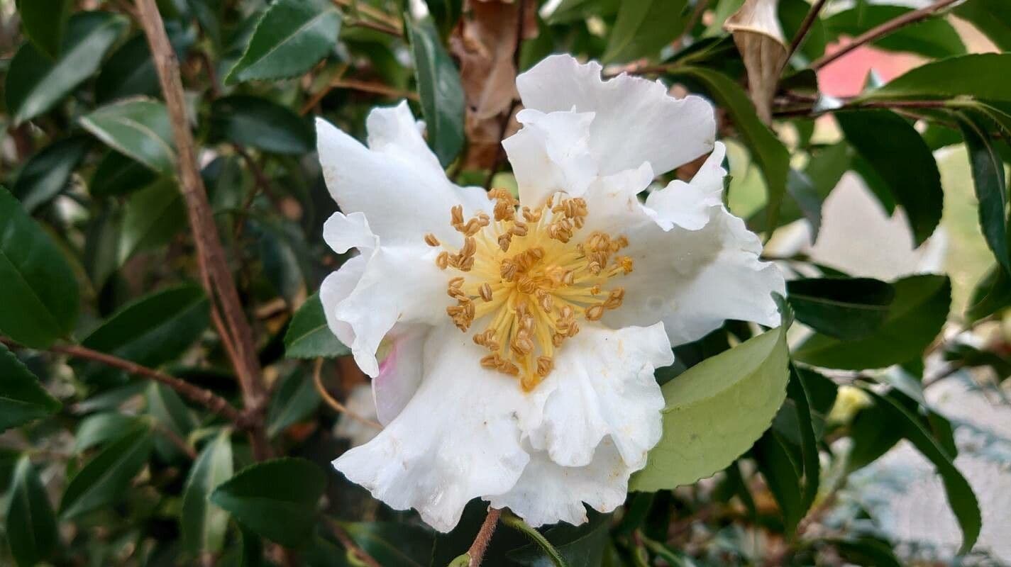Camelia sasanqua 6