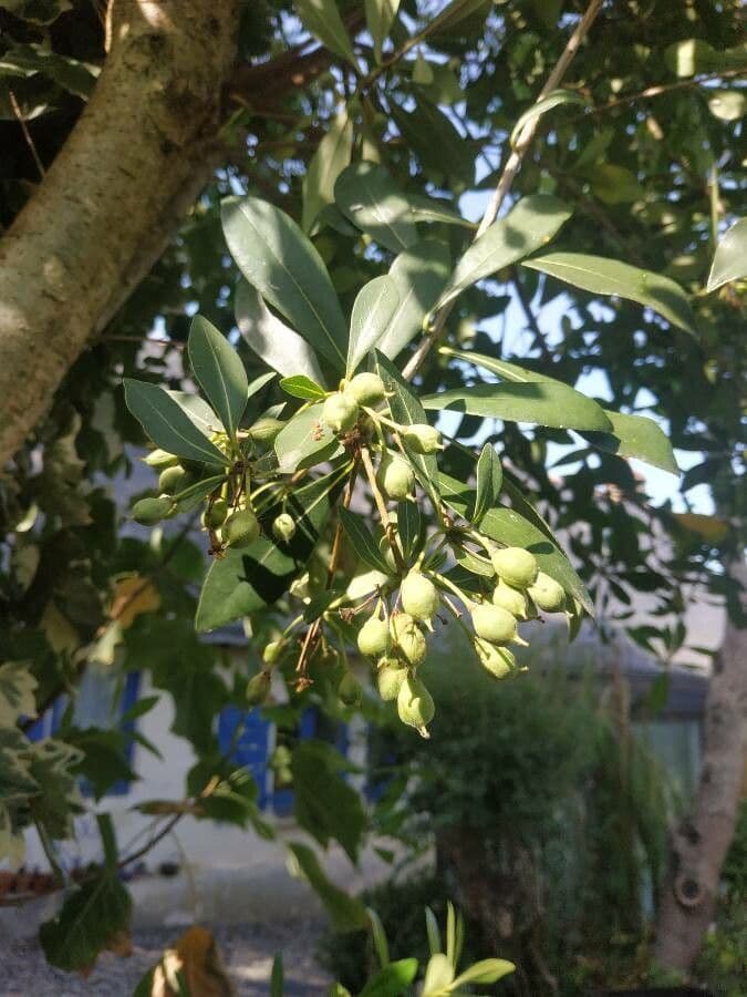 Pittosporum