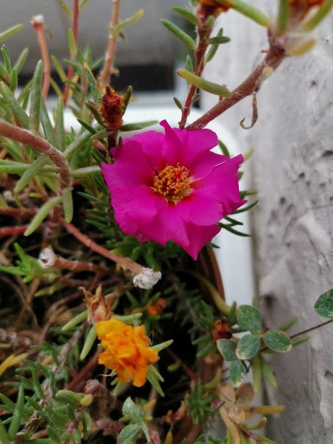 Portulaca 2