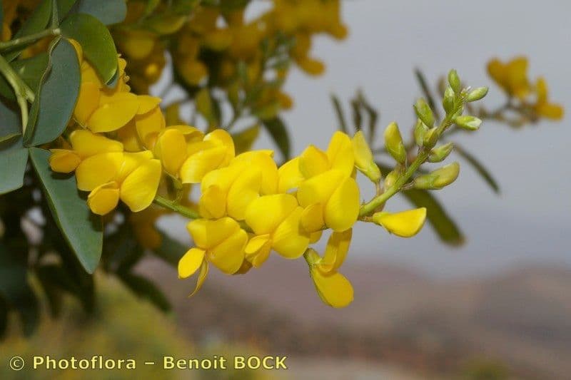 Adenocarpus 5