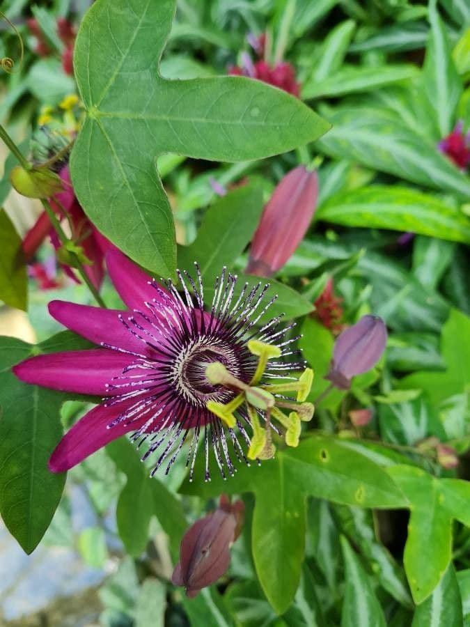 Passiflora ametista 2