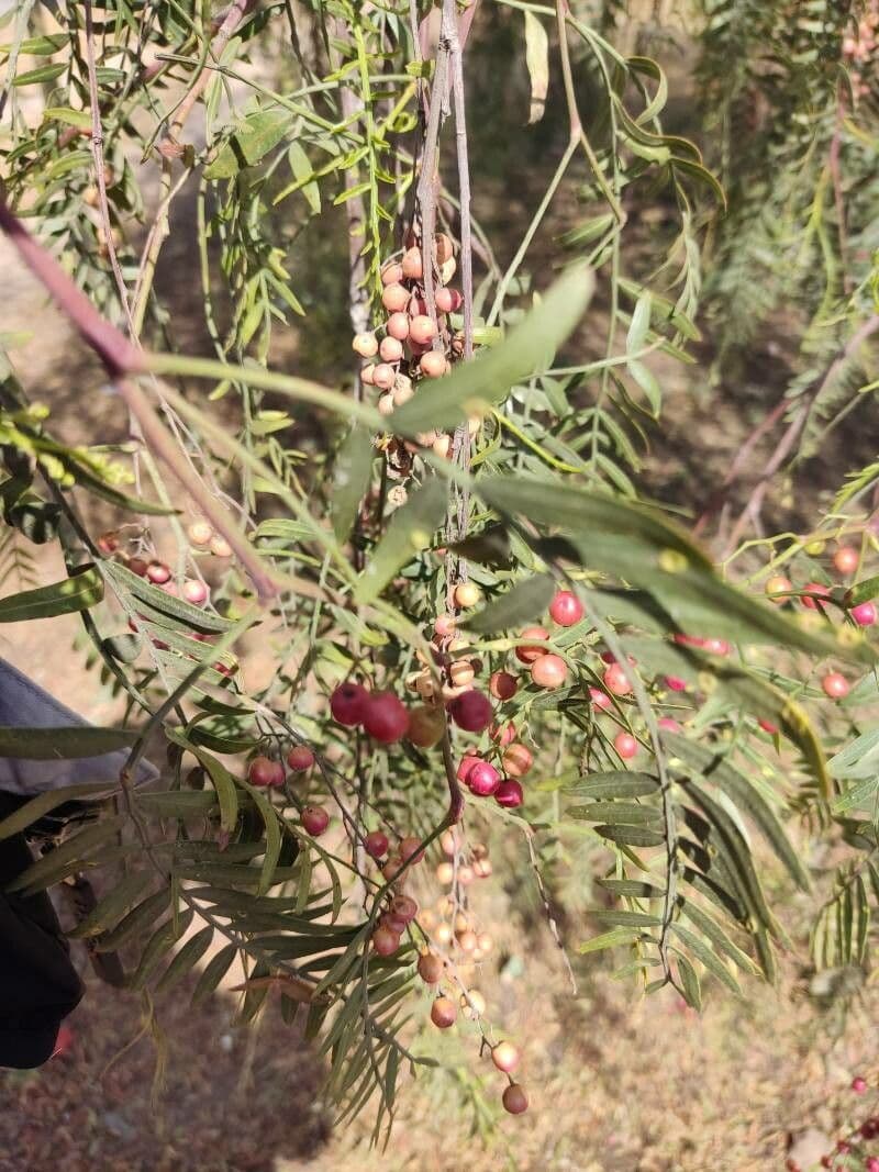 Schinus areira 8