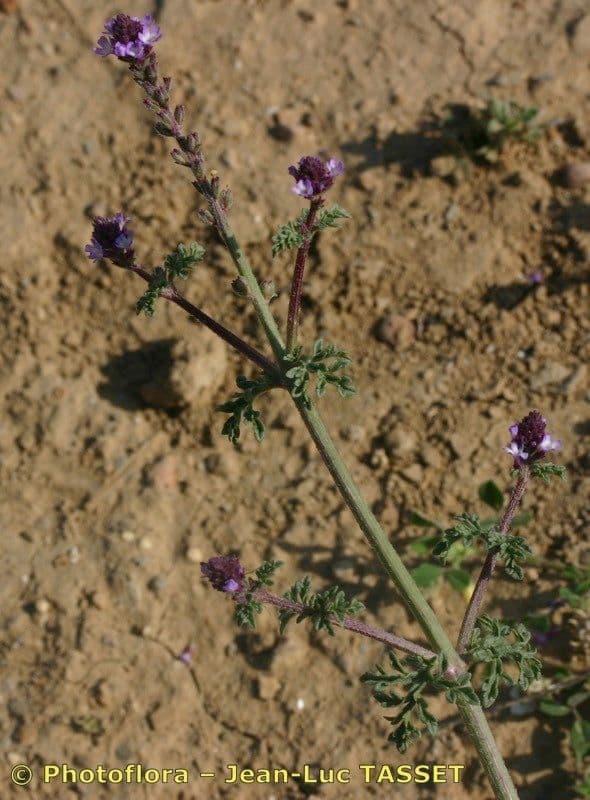Verbena prostrata 16