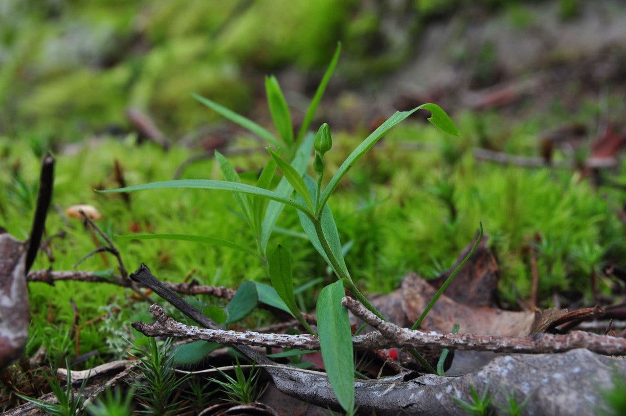 Moehringia macrophylla 8