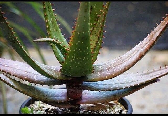 Flecken-Aloe