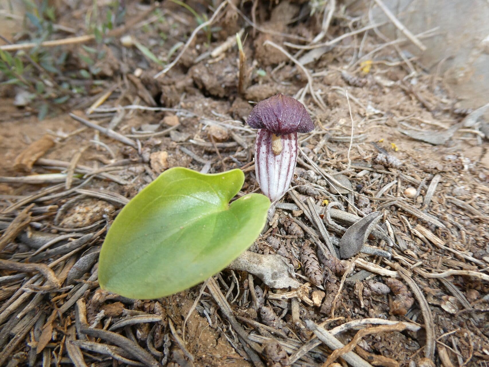 Arisarum 6