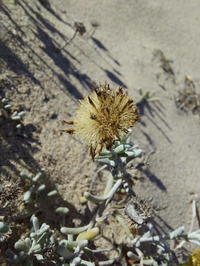 Pulicaria