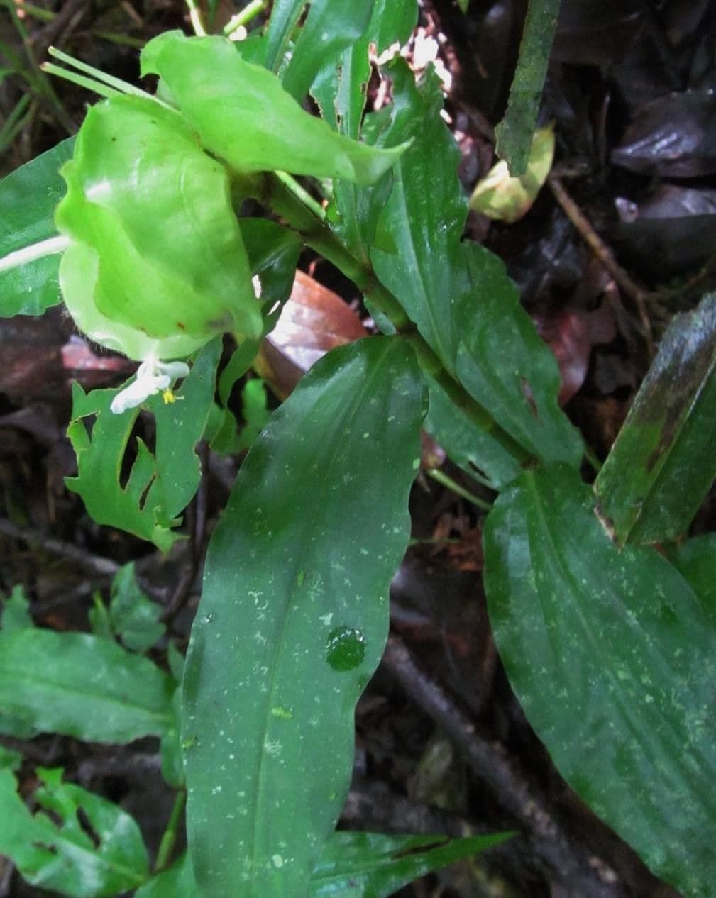 Cojite blanco 4