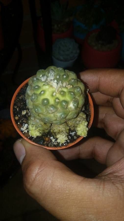 Copiapoa 2