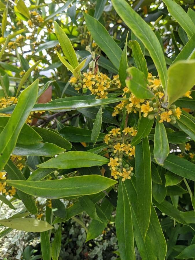 Lorbeerblättrige Tristaniopsis 5