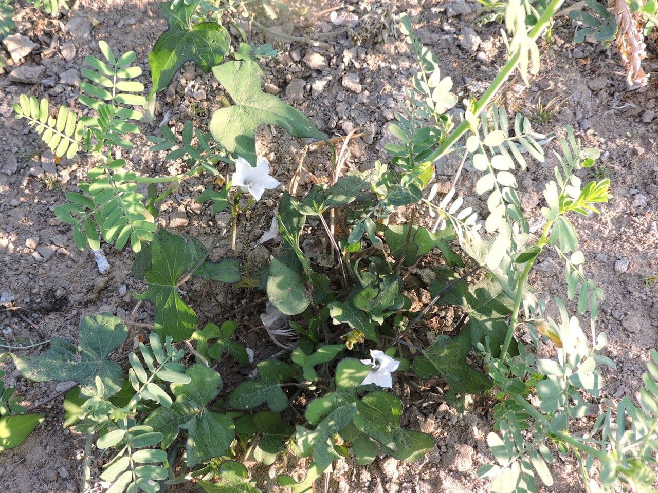 Ipomoea lacunosa 11