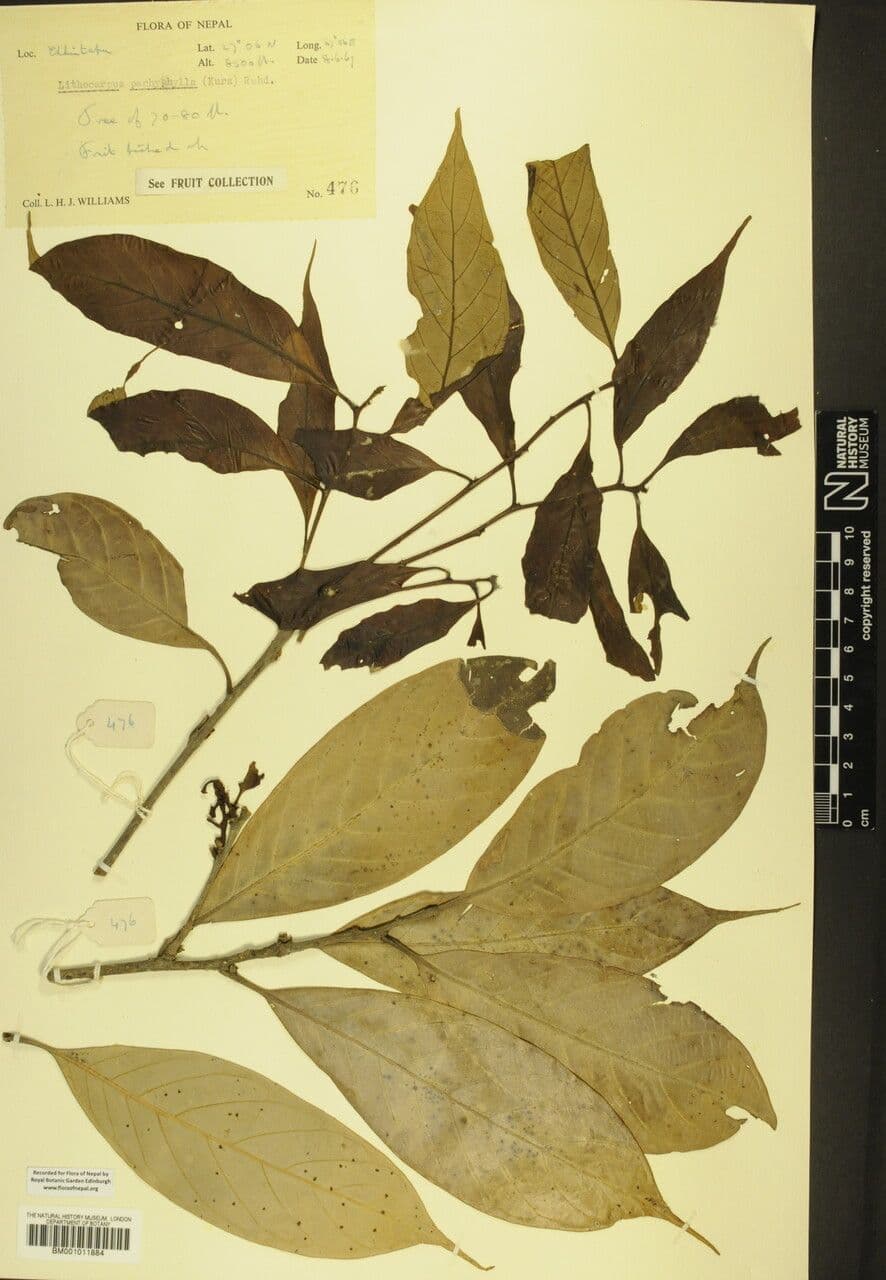 Lithocarpus 5