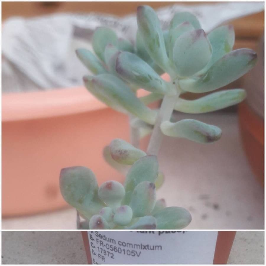 Sedum