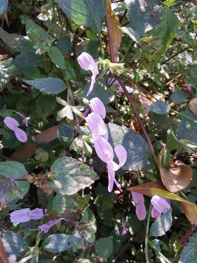Hypoestes 3