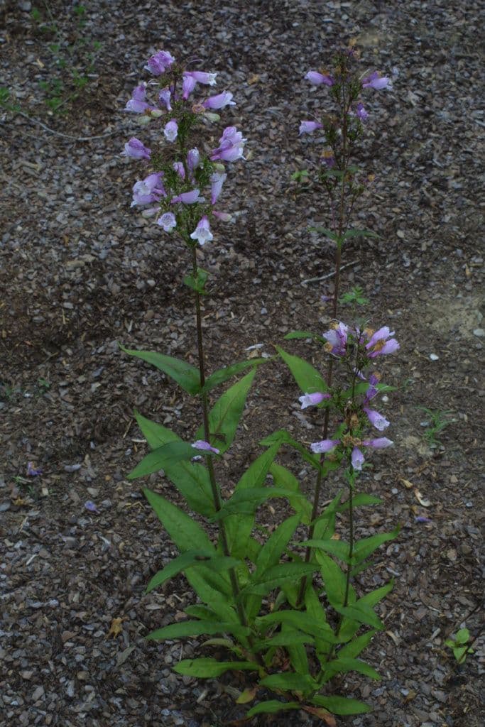 Penstemon 10