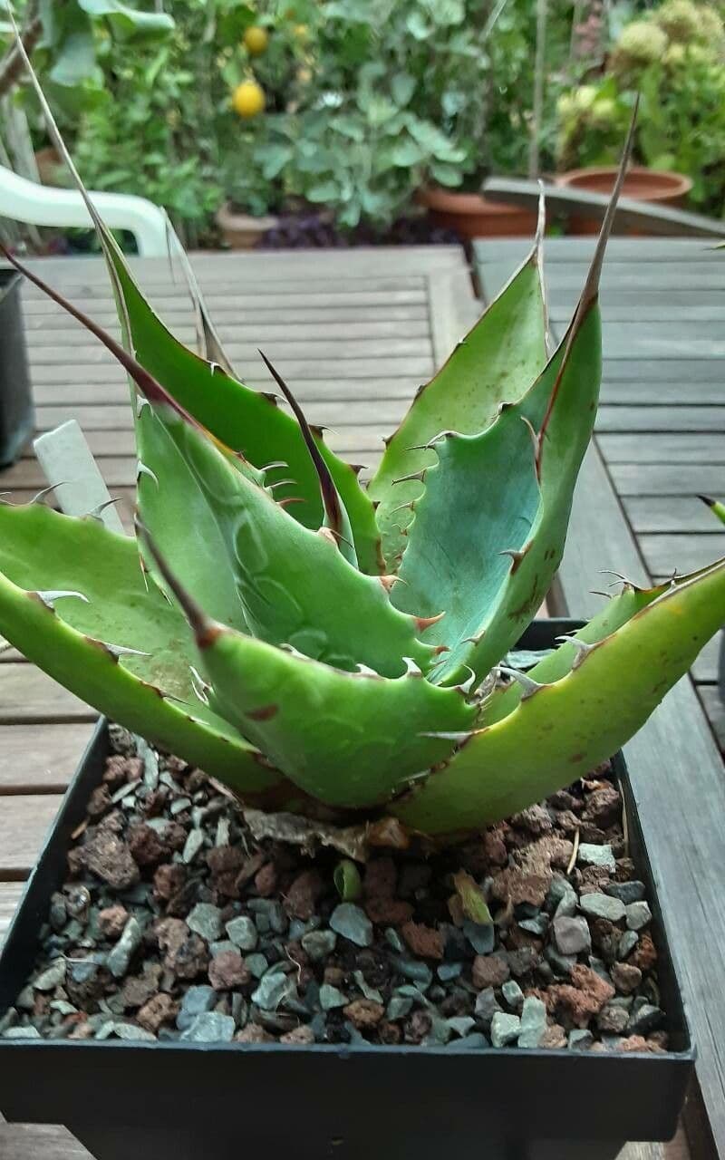 Agave 13