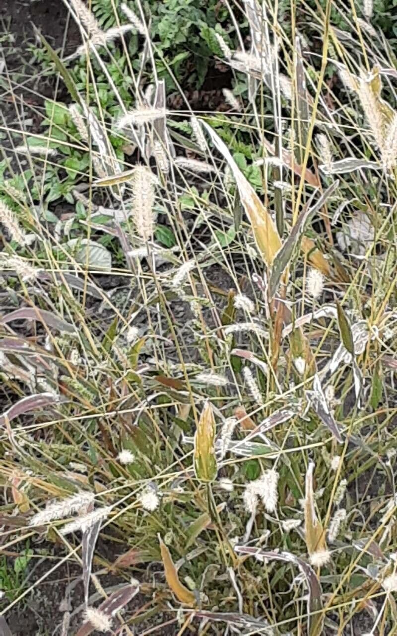 Bothriochloa 2