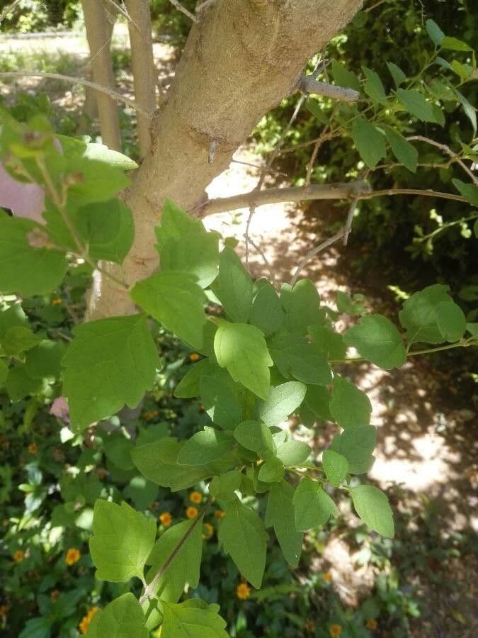 Karomia 6