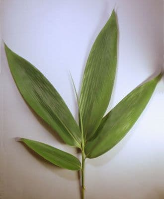 Bambù palmata 9