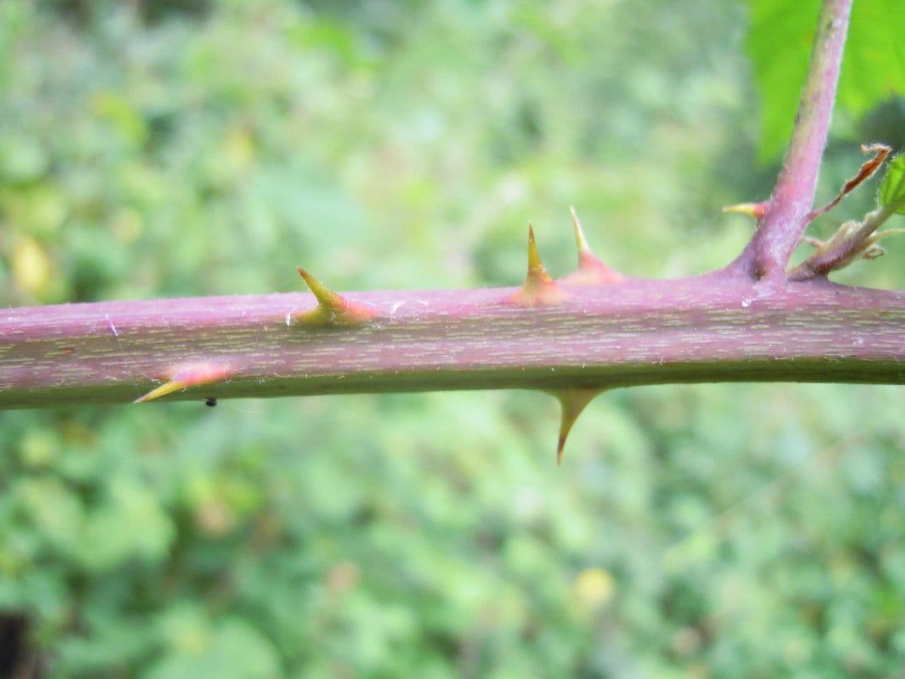 Rovo imbricato 21