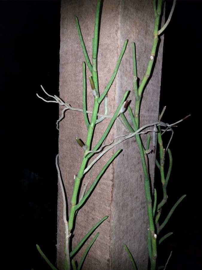Papilionanthe 9
