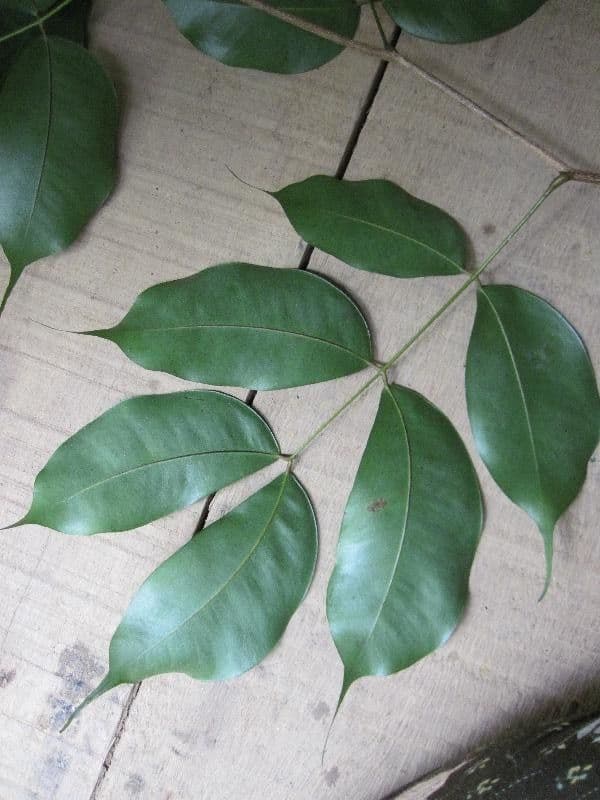 Eperua 11