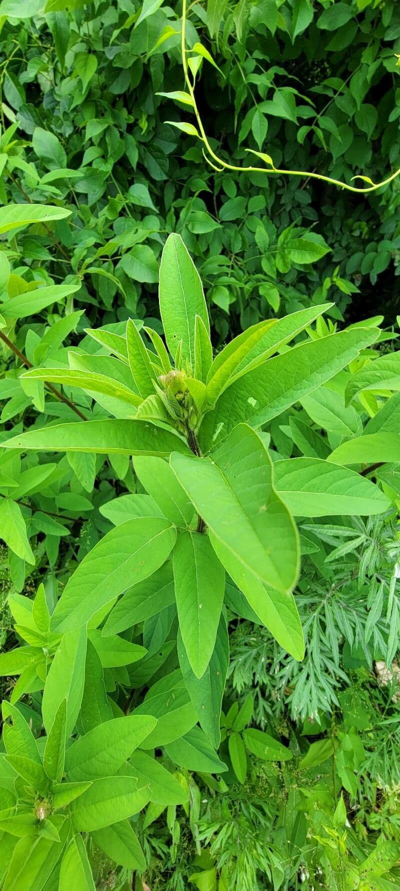 Desmodium canadese 14