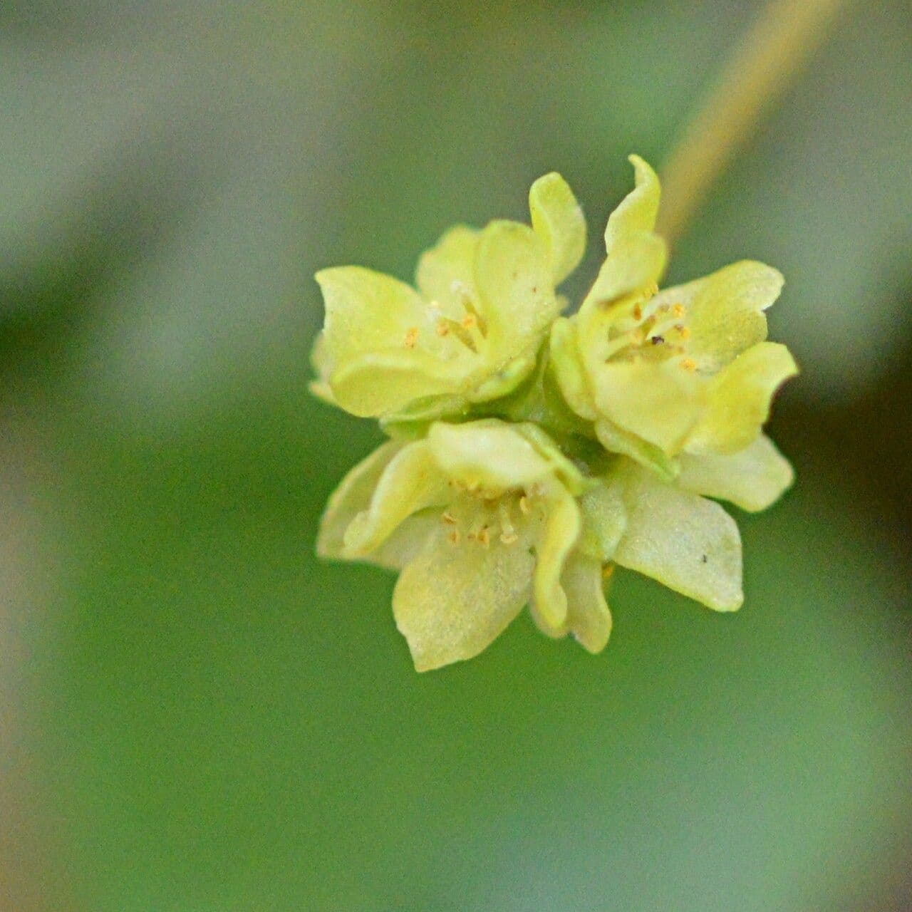 Erba moscatellina 4